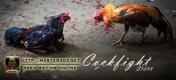 Penjelasan dan Bukti Mengenai Siaran Pertandingan Sabung Ayam Online Live (Langsung)