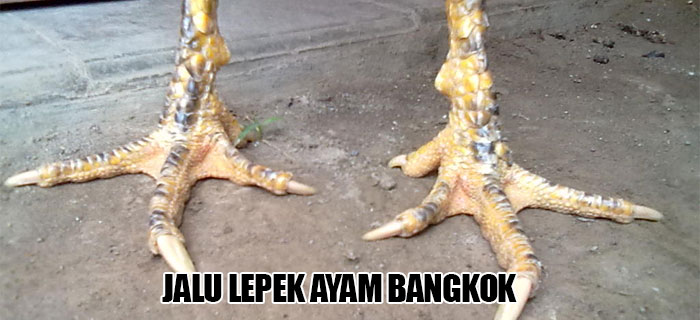 jalu ayam Bangkok