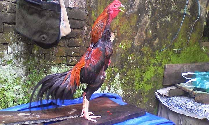 Cara Tepat Untuk Mencegah dan Menghilangkan Kutu Ayam Bangkok