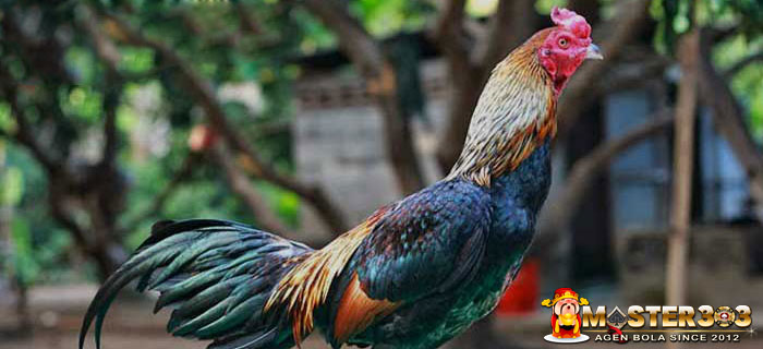 Jenis Ayam Birma Aduan Agresif