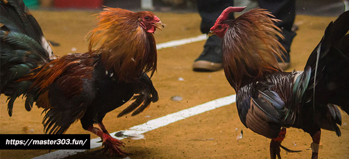 Ayam Bangkok Aduan Pembunuh