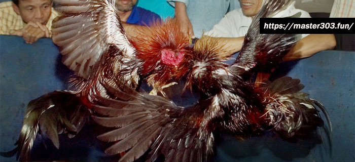 Teknik Ayam Aduan Solah Yang Tengah Populer