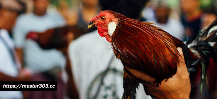 Tips Mencegah Penyakit Ayam Bangkok
