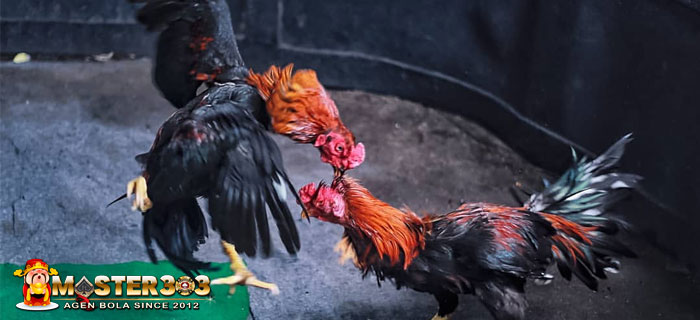 Kelebihan Ayam Birma Kaisar Aduan