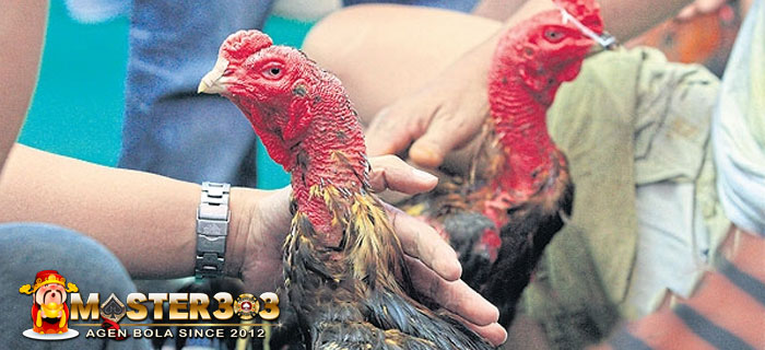 Perawatan Ayam Bangkok Versi Orang Thailand