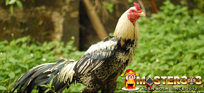 Ayam Pama Kradungtong Petarung