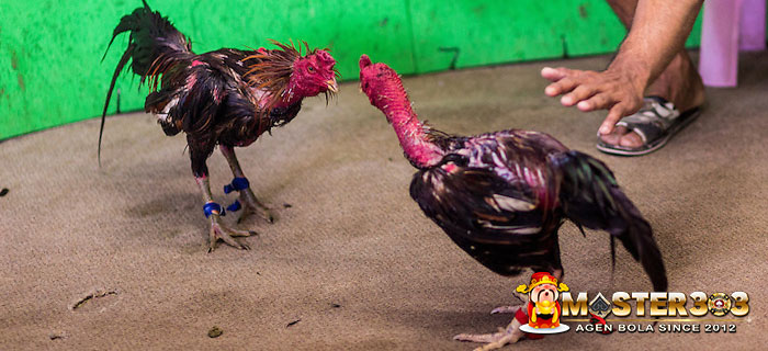 Pelatihan Pukulan Ayam Bangkok