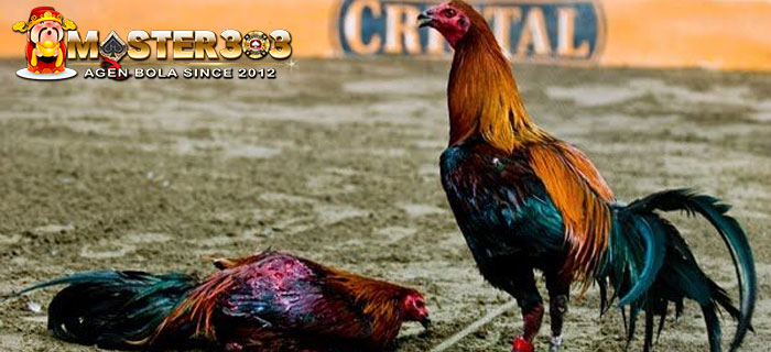Ciri Ayam Bangkok Insting Membunuh