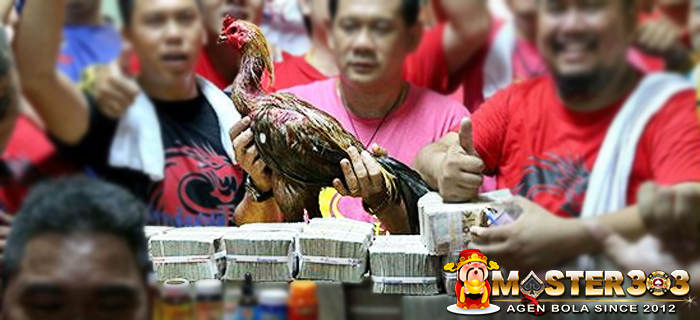 Jenis Ayam Bangkok Termahal