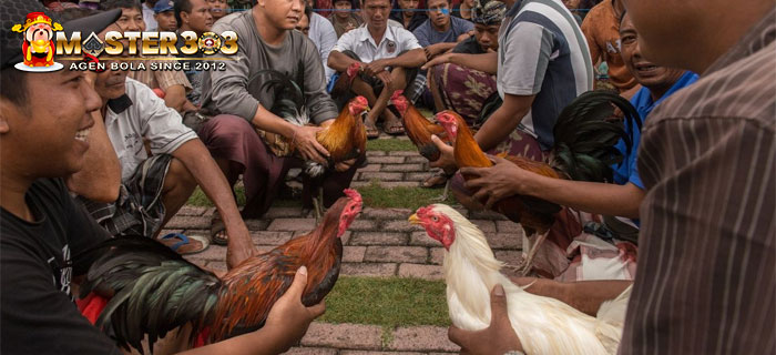Tradisi Ritual Sabung Ayam Tajen