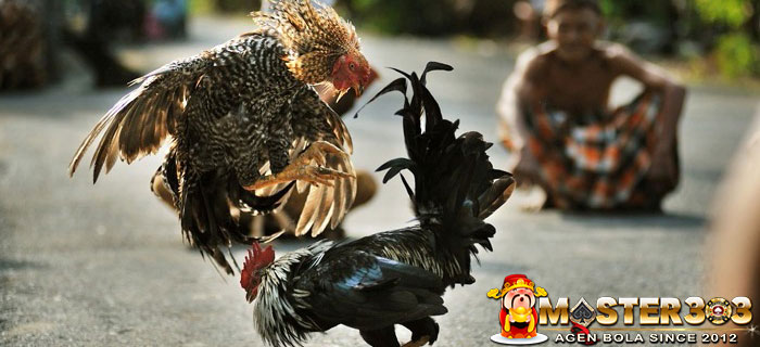 Tradisi Sabung Ayam Indonesia